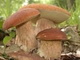 Immagine notizia Titolo per la raccolta funghi anno 2025