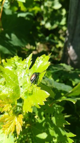 Presenza sul territorio comunale del coleottero Popillia Japonica