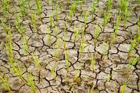 Segnalazione dei danni alle produzioni agricole per la siccità 2022