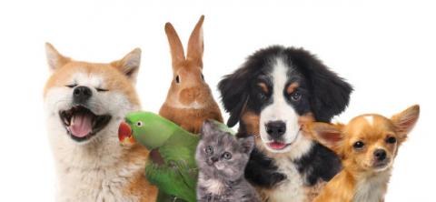 Immagine notizia Sistema Informativo Nazionale degli Animali da Compagnia (SINAC)